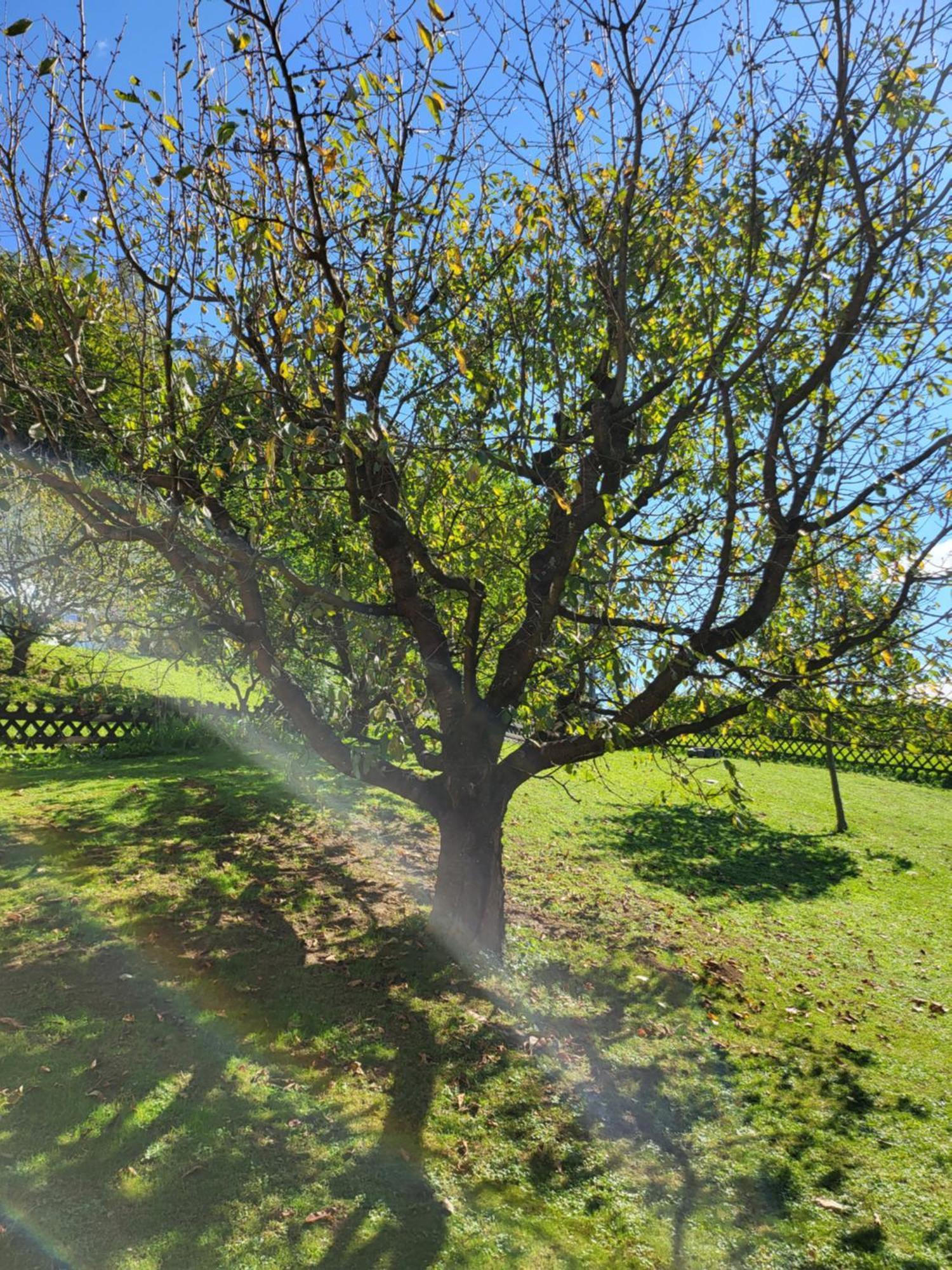 Zangl Am Seggauberg - Suedsteiermark Holiday home Leibnitz