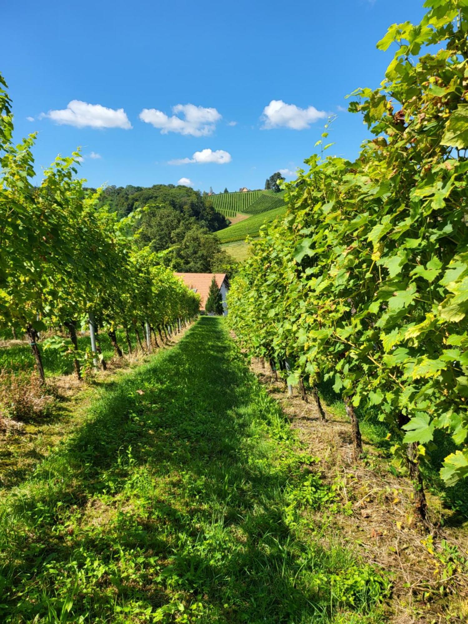 Zangl Am Seggauberg - Suedsteiermark * Leibnitz